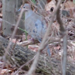 Zenaida macroura carolinensis