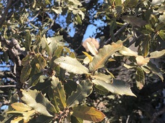 Quercus arizonica