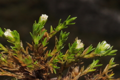 Arenaria dicranoides