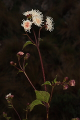 Ageratina glechonophylla