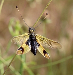 Libelloides longicornis