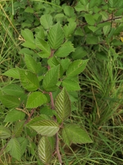 Rubus cuneifolius