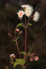 Ageratina glechonophylla