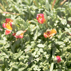 Calandrinia caespitosa