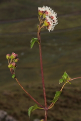 Ageratina glechonophylla