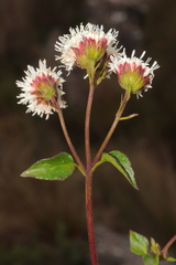 Ageratina glechonophylla