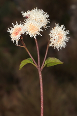 Ageratina glechonophylla