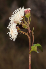 Ageratina glechonophylla