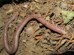 Amphisbaena darwinii