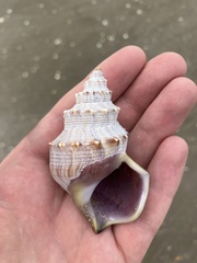 Struthiolaria papulosa