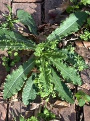 Sonchus asper