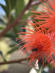Tetragonula carbonaria