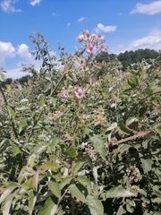 Rubus rigidus