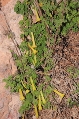 Salpichroa glandulosa