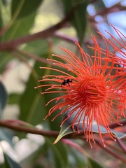 Tetragonula carbonaria