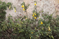 Salpichroa glandulosa