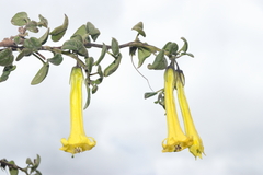 Salpichroa glandulosa