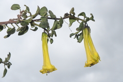 Salpichroa glandulosa