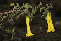 Salpichroa glandulosa