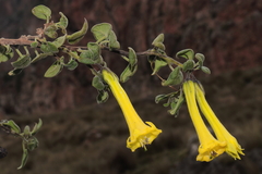Salpichroa glandulosa