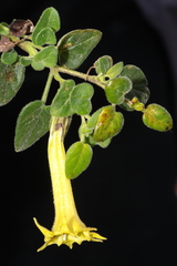 Salpichroa glandulosa