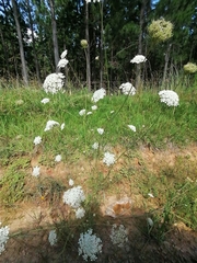 Daucus
