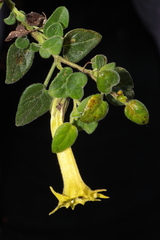 Salpichroa glandulosa