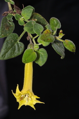 Salpichroa glandulosa