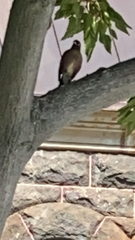 Acridotheres tristis