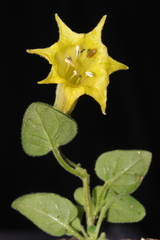 Salpichroa glandulosa