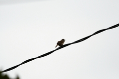 Troglodytes aedon chilensis