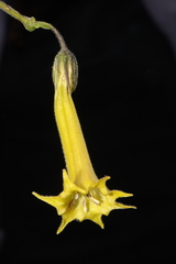 Salpichroa glandulosa