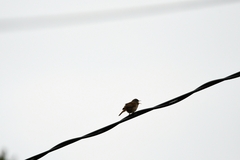 Troglodytes aedon chilensis