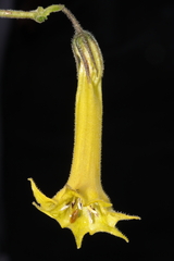 Salpichroa glandulosa