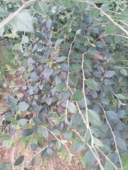 Cotoneaster franchetii