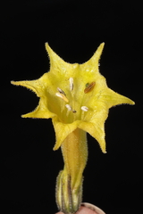 Salpichroa glandulosa