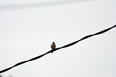 Troglodytes aedon chilensis