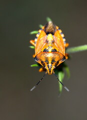 Carpocoris