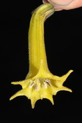 Salpichroa glandulosa