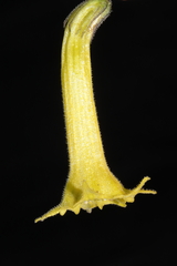 Salpichroa glandulosa