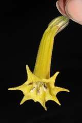 Salpichroa glandulosa