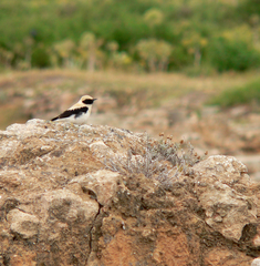 Oenanthe hispanica