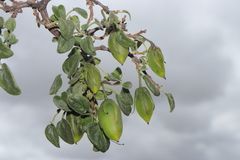 Salpichroa glandulosa