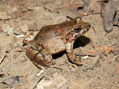 Leptodactylus validus