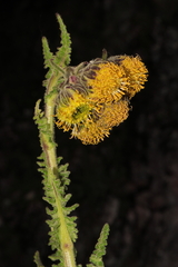 Senecio hyoseridifolius
