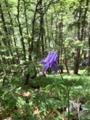 Aquilegia vulgaris
