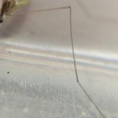Limoniidae