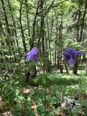 Aquilegia vulgaris