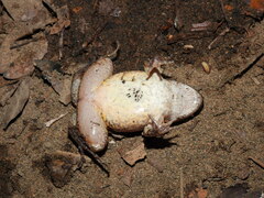 Leptodactylus validus