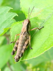 Melanoplus viridipes